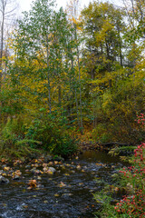 Golden autumn leaves cover the banks of a flowing stream