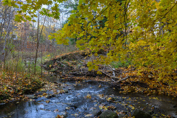 Golden autumn leaves cover the banks of a flowing stream