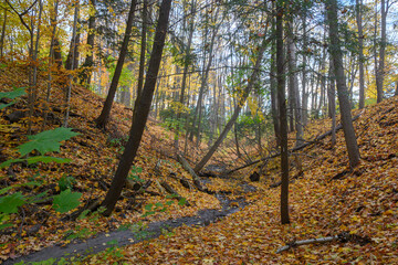 Golden autumn leaves cover the banks of a flowing stream