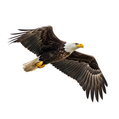 Obraz premium Majestic Bald Eagle in Flight Soaring Icon: The American Bald Eagle