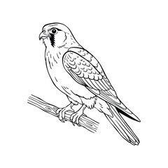 Fototapeta premium Hand Drawn Falcon Line Art Illustration, Black and White Animal Sketch Vector