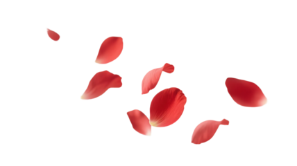Falling red petals. White background. Cutout. PNG. For compositing.