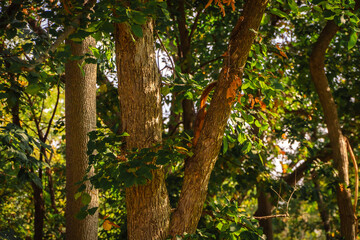 Squirrel climbing on tree trunk in green forest, wildlife animal in natural woodland environment with sunlight