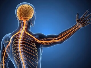 Human Nervous System and Brain Anatomy Illustration.