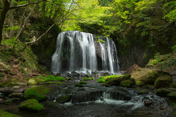 Obraz premium 新緑の立沢不動の滝