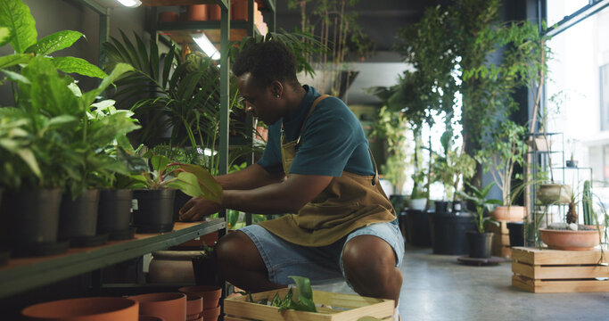 Soil, plant and inspection with black man in nursery for quality control, botany specialist and entrepreneur. Small business, garden inventory and leaf fertilizer with person for eco friendly store - Powered by Adobe