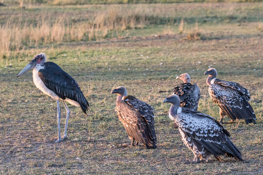 Maribu Stork and Ruppell's Vultures waiting besides lion kill