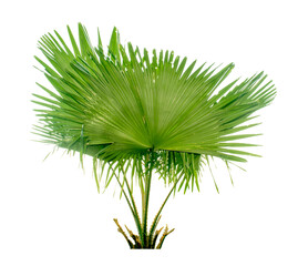 Large trees with edible fruits are completely separated from the white background.