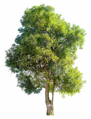 Large trees with edible fruits are completely separated from the white background.