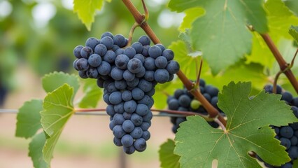 A bunch of dark purple grapes hangs on the vine surrounded by green leaves