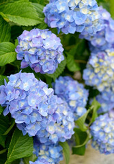 沢山咲いた青い紫陽花の花が満開