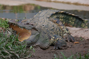 Obraz premium The salt crocodile on the river near canal