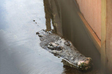 The crocodile is rest in hot spring watet at beppu,Japan.