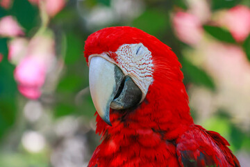 Close up head the red macaw parrot bird is sleep © pumppump