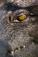 Fototapeta premium close up eye and skin crocodile