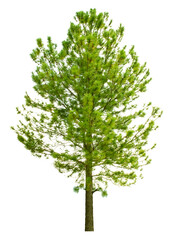 Large trees with edible fruits are completely separated from the white background.