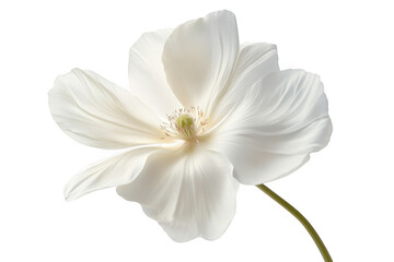 Obraz premium Beautiful white flower with delicate petals and a slender stem isolated on transparent background
