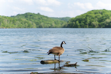 Fototapeta premium Wildlife Scene: Goose Standing Alone in a Blue Lake