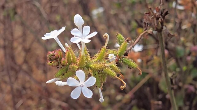 Plumbago zeylanica, or white leadwort, is a perennial medicinal herb native to tropics. Its unique feature is the sticky, prism-shaped fruits that cling to hair and clothing for seed dispersal.