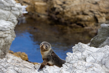 fur seal pup in Kaikōura looking at us on rock New Zealand