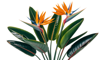 Bird of paradise flowers and leaves Isolated