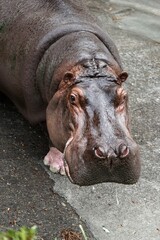 俯瞰で見たカバの顔のアップ