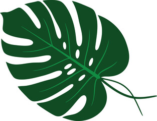 Monstera leaf illustration featuring dark green foliage with distinctive holes and splits on a white background showcasing a tropical plant design
