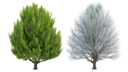 Two same poplar trees side by side one representing summer one winter on transparent background