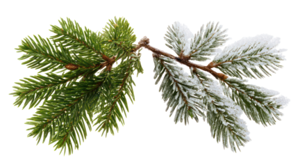 Two same poplar trees side by side one representing summer one winter on transparent background