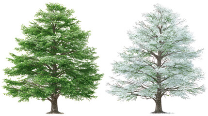 Two same spruce trees side by side one representing summer one winter on transparent background