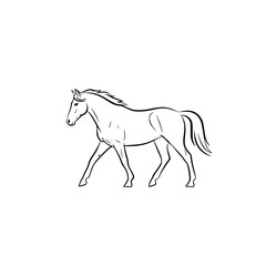 Obraz premium horse vector illustration