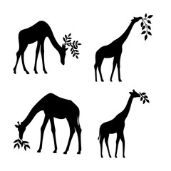 Giraffe silhouettes eating leaves in various poses, a minimalist safari animal collection © Atique