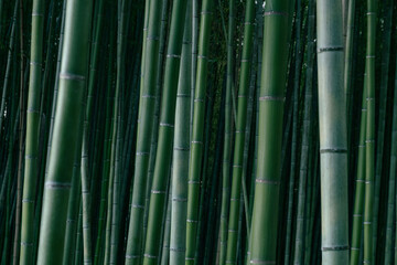 Bamboo forest in Japan