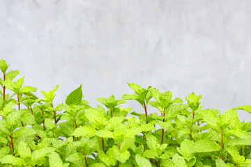 Fresh green mint plants growing densely in a garden. The textured bright green leaves with reddish stems create a natural, organic, and healthy look. © cholifah