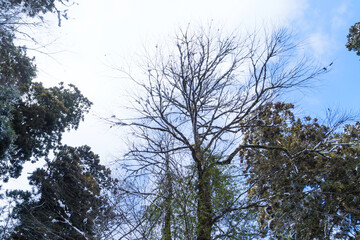 Obraz premium Winter, dead trees with snow, lonely atmosphere