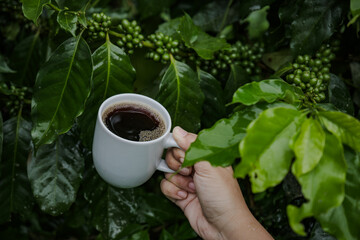 a hand holding coffee mug full with black americano coffee with coffee tree branches and leaves...