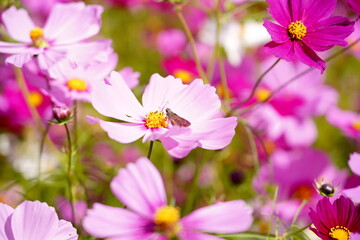 Obraz premium 秋の陽光を浴びて咲く鮮やかなピンクのコスモスと、その花びらに止まる小さな蝶のクローズアップです。背後に広がる花々のボケが華やかで平和な秋の庭園の風景を描いています。