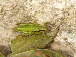 Short-winged grasshopper Anapodisma miramae of Acrididae is a green insect with a unique tail posture. This is an authentic optical photography captured on locationAL