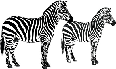 High detail vector illustration of two wild zebras with realistic black and white stripe patterns standing together on a clean white background for wildlife nature designs. © Md