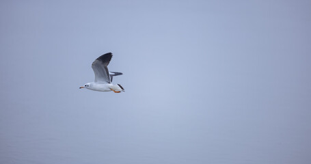 Obraz premium Pallas Gull (Ichthyaetus ichthyaetus) bird in flight over river ganga in prayagraj during the maha kumbh mela.