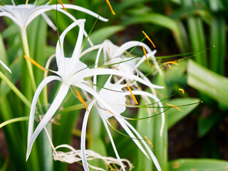 Exotic White Flower in Natural Garden Setting. Exotic white flower growing in a natural garden...