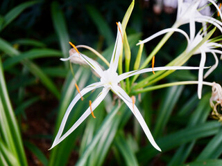 Elegant White Tropical Flower with Green Leaves. An elegant white tropical flower captured in natural light with soft focus and vibrant green foliage. This image highlights purity and beauty