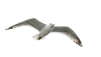 Fototapeta premium Seagull in flight isolated on transparent background