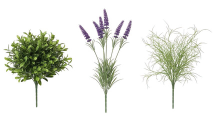 Fototapeta premium Collection of botanical plants isolated on transparent background