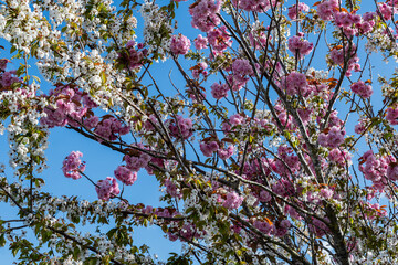 Cherry blossom branches in full bloom against blue sky. The soft pink petals and delicate branches, beauty of spring