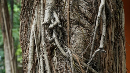 Close up of an old tree trunk and roots