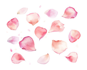 Fototapeta premium Watercolor Rose Petals Scatter – Valentine Decoration Isolated on White Background