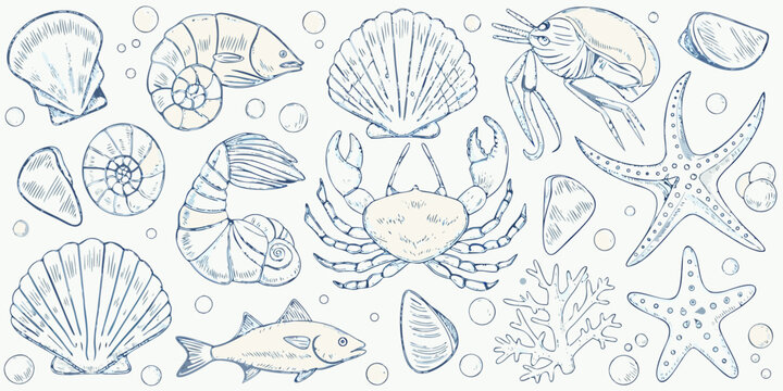 A delicate sketch of various marine life and seashells in blue tones