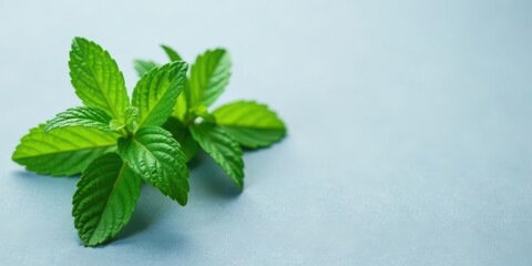 Fresh vibrant green mint leaves on a pale blue background, a refreshing image perfect for culinary or cosmetic product presentations.