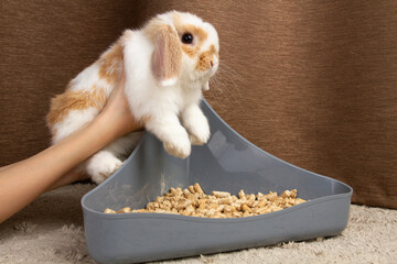 The owner places the dwarf rabbit in the tray